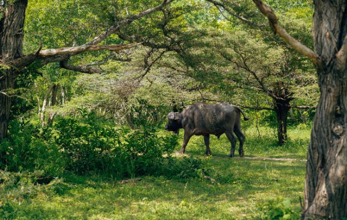  Les animaux et la nature